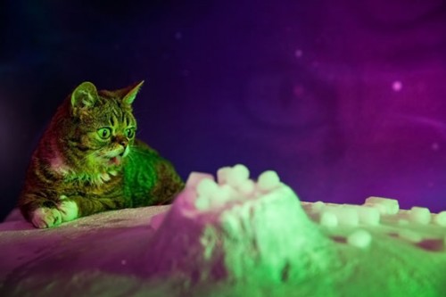 Imagem 2 do filme A gatinha Lil Bub e seus amiguinhos